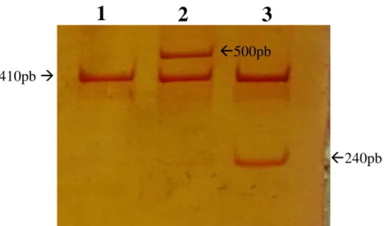 Figura 6 - Exemplos de produtos de PCR de IL1RN em géis de poliacrilamida  Legenda - Tamanho dos fragmentos: (1) 410pb/410pb, (2) 500pb/410pb e (3) 410pb/240pb 