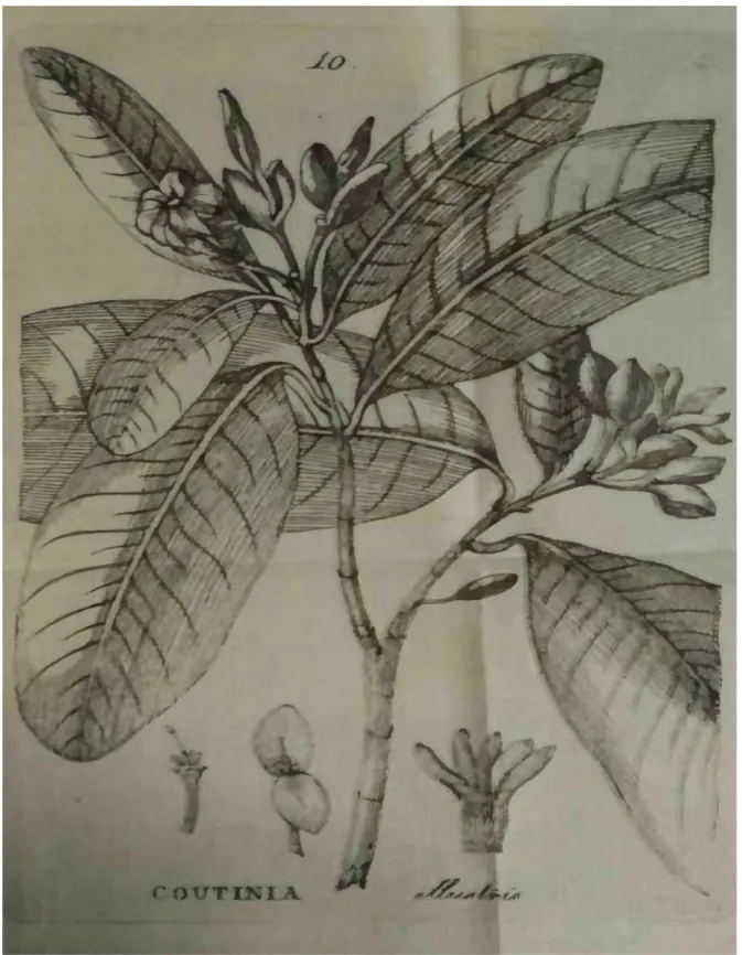 FIGURA 10  –  Estampa Quina de Camamu (Coutinia illustris). 