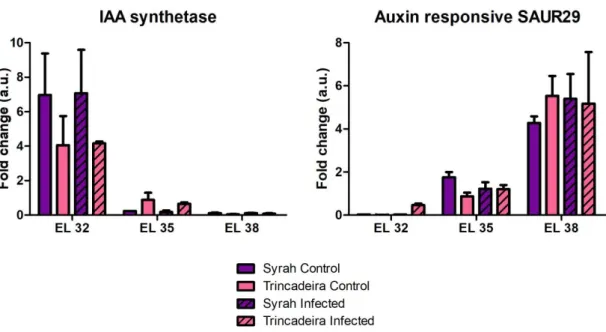 Figure  3.6  –  Gene  expression  of  IAA-amido  synthetase  GH3.2  and  auxin-responsive  SAUR29  in  Trincadeira  and  Syrah  across three development stages: green (EL32), veraison (EL35) and harvest (EL38)