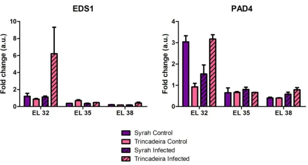 Figure  3.8  –  Gene  expression  of  EDS1  (enhanced  disease  susceptibility  1)  and  PAD4  (phytoalexine  deficient  4)  in  Trincadeira and Syrah across three development stages: green (EL32), veraison (EL35) and harvest (EL38)