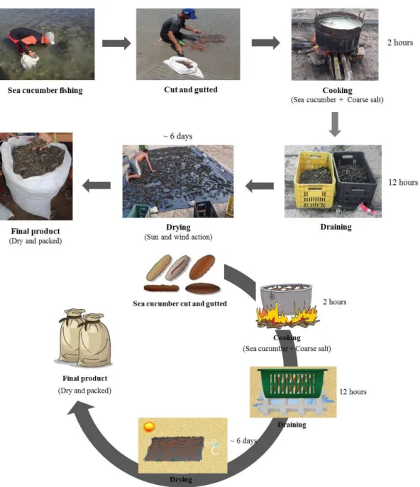 Figura 1. Fluxograma esquemático das etapas do processamento artesanal do pepino do mar  H