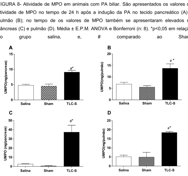 FIGURA 8- Atividade de MPO em animais com PA biliar. São apresentados os valores de  atividade  de  MPO  no  tempo  de  24  h  após  a  indução  da  PA  no  tecido  pancreático  (A)  e  pulmão  (B);  no  tempo  de  os  valores  de  MPO  também  se  apresen