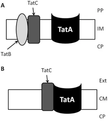 Figure    3  –  Schematic  representation  of  Tat  pathways  (A)  in  negative  and  (B)   gram-positive bacteria