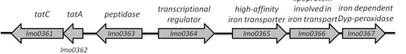 Figure  4  – Organization of the genes coding for the Tat pathway and the lmo0365-7 operon of  Listeria monocytogenes EGDe