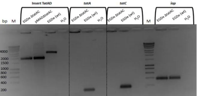 Figure  6  – Polymerase chain reaction results  confirming the construction of a tatAC deletion  mutant from the parent strain L