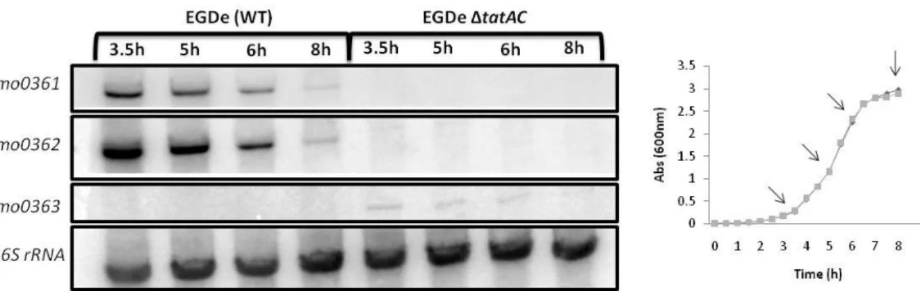 Figure    8  –  Northern  blot  analysis  of  lmo0361,  lmo0362  and  lmo0363  transcripts  in  wild-type  and tatAC mutant strain
