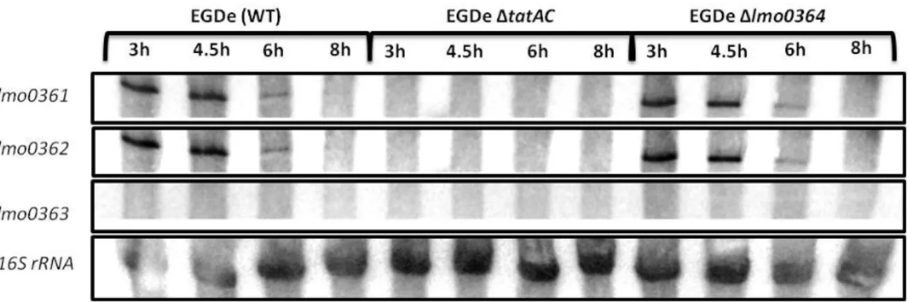 Figure 10 – Determination of  promoter  activity  by  using  lacZ fusion.  