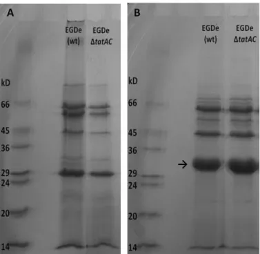 Table 3 – In vitro virulence potential of EGDe wild-type strain and ΔtatAC mutant. 