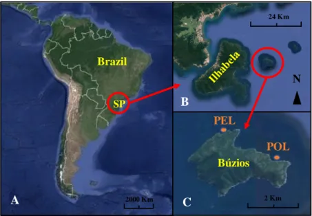 Fig. 3.1 Representative map of (A) Brazil and São Paulo location in South America,  (B) Búzios Island location at Northeast of Ilhabela and (C) Samplig sites region in  Búzios Island: Pedra Lisa (PEL) and Ponta Leste (POL)