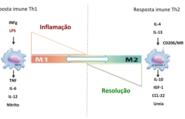 Figura 2. Espectro de ativação de macrófagos 