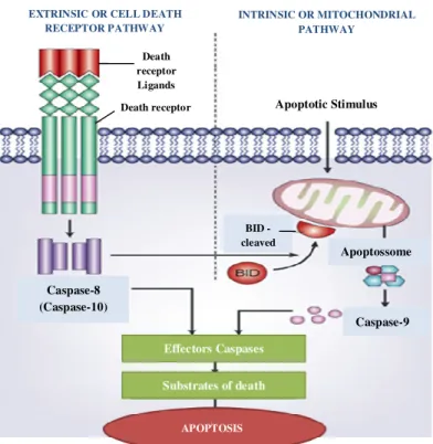 Figure  1  -  Illustration  of  the  two  major  apoptotic  signalling  pathways.  Apoptosis  can  be  initiated  by  two  alternative pathways: via death receptors on the cell surface (extrinsic pathway) or by mitochondria (intrinsic  pathway)