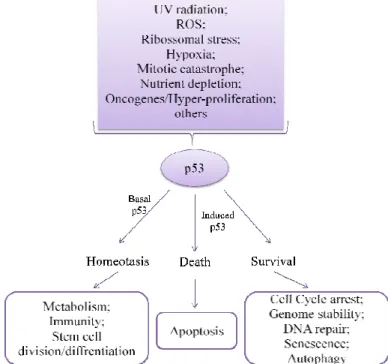 Figure 2 - Action of p53. A wide range of cellular stress stimuli induce p53, leading to co-ordinated changes  in  gene  expression  and  various  biological  outcomes,  depending  on  the  cell  type  and  the  type,  intensity  and  duration of the activ