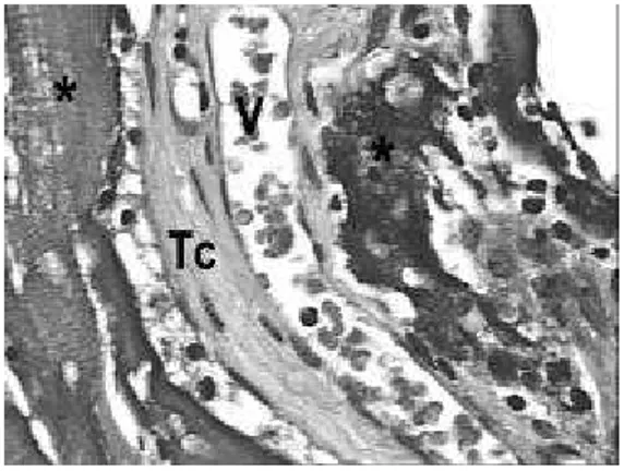 FIGURA 5 - Fotomicrografia do período de 28 dias: Vasos sangüíneos (V), Tecido conjuntivo (Tc) e material implantado entre os feixes musculares (*), HE, 384x.