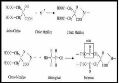 Figura 3 Esquema da reação de poliesterificação entre ácido citrico e etilenoglicol.  