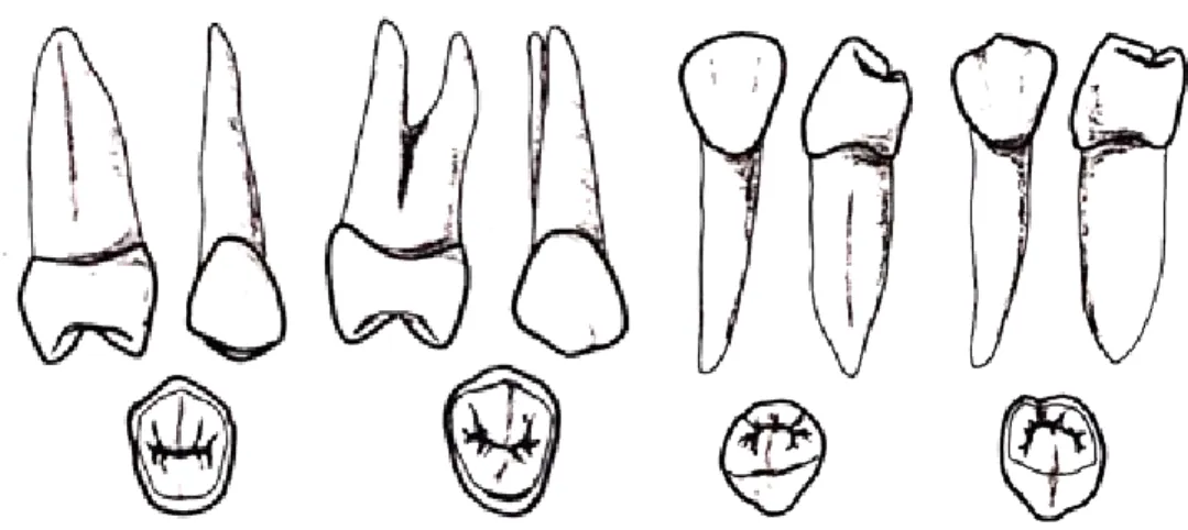 Figura 4 – Dentes 15, 14, 44 e 45 (adaptado de Jean-Pol Beauthier, 2011) 