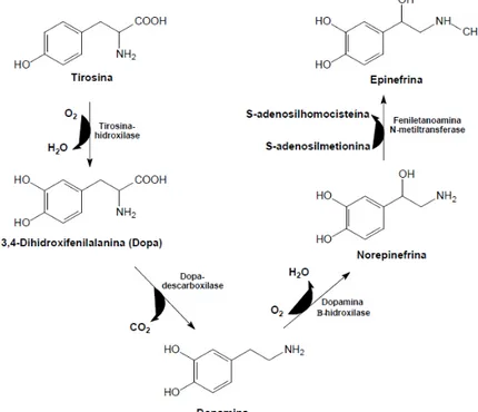 Figura 2  – Biossíntese da dopamina, norepinefrina a partir do aminoácido tirosina. 