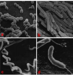 Figura  3-  Rearranjos  bacterianos  formados  pelos  cocos  e  bacilos.  Diplococo,  Estreptococo,  Tétrade  Estafilococo