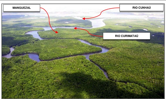 Figura 13: O ambiente de manguezal do estuário do rio Curimataú/Cunhaú, em 05/12/2006