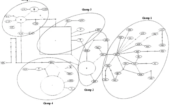 Fig. 3. Minimum  paÍsimonious  spanning  network  based  on  a  523  bp  fragment  of  the  COI