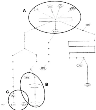 Fig.  4.  Minimum  parsimonious  spanning network-based  on  an