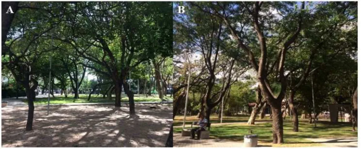 Figura 2 - Interior da Praça das Flores localizada em Fortaleza, Ceará, com uma grande quantidade de árvores  presente no local (A) e áreas de lazer (B) 