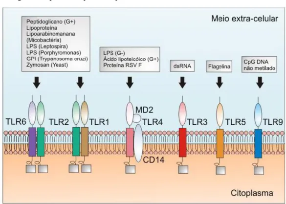 Figura 8  –  Ligantes específicos para receptores Toll-like.  