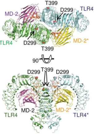 Figura 10 – Localização dos polimorfismos Asp299Gly e Thr399Ile no receptor toll-like  4