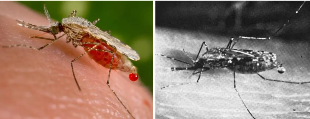 Figura 5 - Anópheles Fêmea, mosquito responsável pela transmissão da malária.