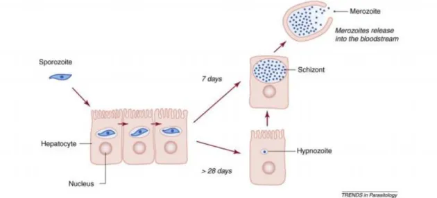 Figura 10 – As fases hepáticas do ciclo de vida dos parasitas da malária  57 . 