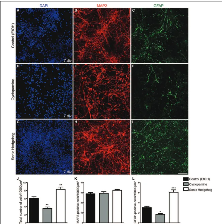 FIGURE 1 | Increased cellularity in cultures treated with SHH. (A–I)