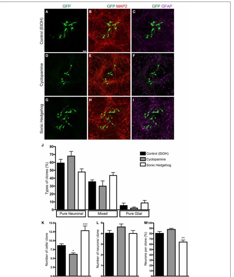 FIGURE 2 | Clonal analysis using retroviral vectors. (A–I) Images of