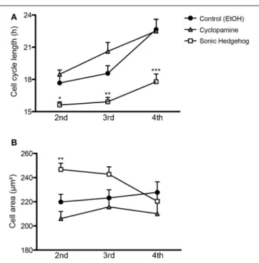 FIGURE 5 | SHH signaling influences cell cycle length and cell size of cortical progenitors