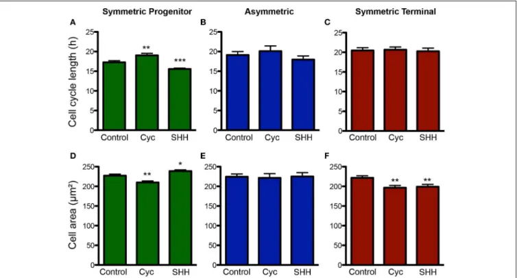 FIGURE 6 | Changes in cell cycle length and cell size are more pronounced among SP progenitors