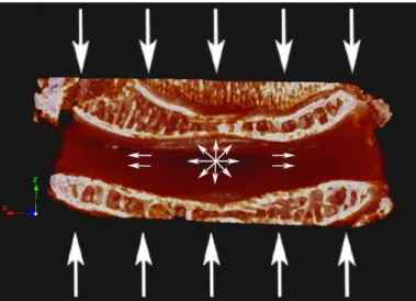 Figure  2.2. IVD’s biomechanics general  scheme,  when  the spine  is  mechanically requested