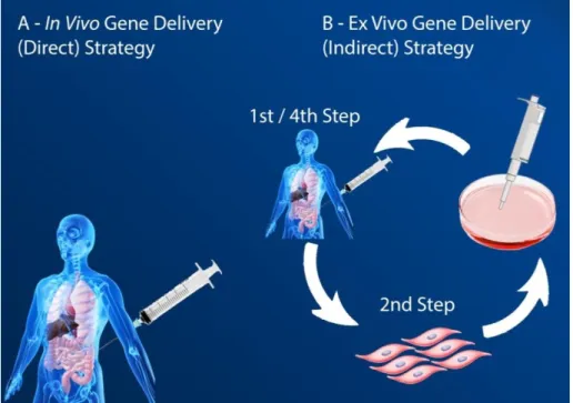 Figure  4.1.  Gene  delivery  strategy  available,  A.  in  vivo  –  which  implants  the  vector-gene  complex  within  the living host  – and  B