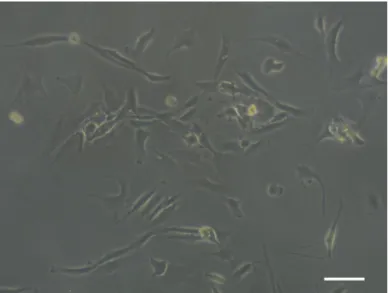 Figure 4.4. Micrographs of human NPCs after 3 days in culture. Scale bar: 50 µm. 