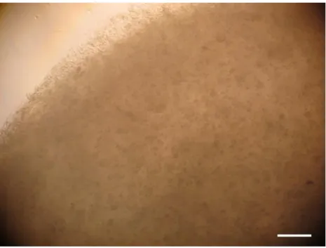 Figure  4.5. Micrograph of  methacrylated gellan gum disc  with a 1x10 6  rabbit NPCs encapsulated, after  overnight culturing