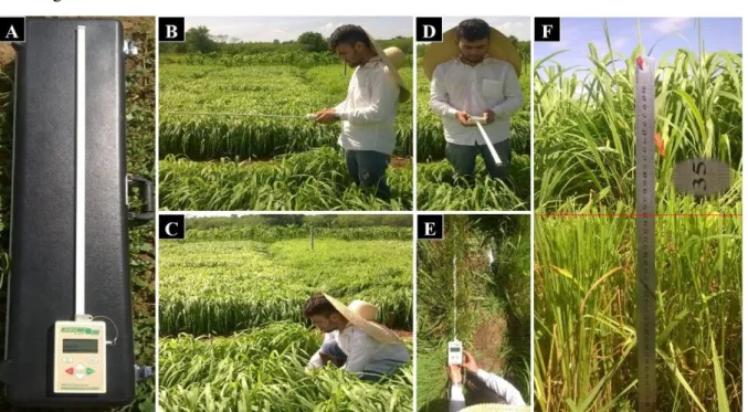 Figura  5  –  Determinação  da  altura  de  corte  preconizando  um  IAFr  =  2  com  o  analisador  PAR/LAI  em  agricultura  DECAGON  LP-80  (DECAGON  Devices,  Inc.,  Pullman,  Washington-USA