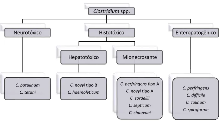 Figura 1: Representação esquemática das principais espécies patogênicas do gênero Clostridium,  segundo o sítio de ação das exotoxinas