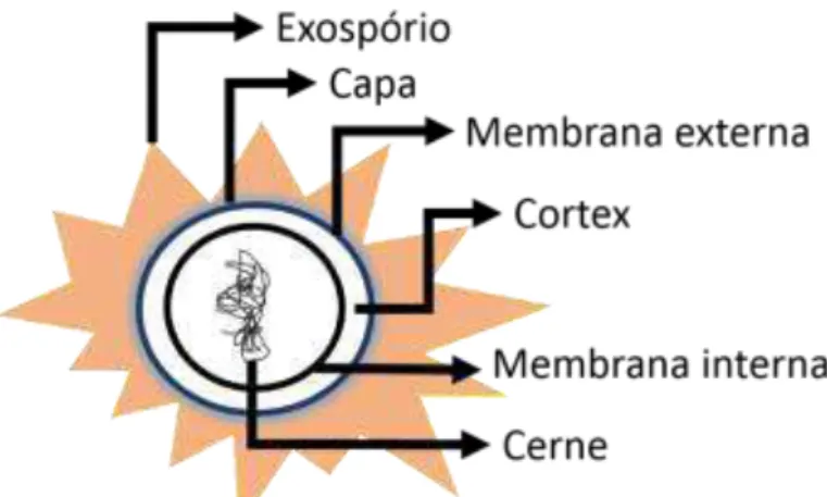 Figura 3: Representação típica da estrutura do esporo.  