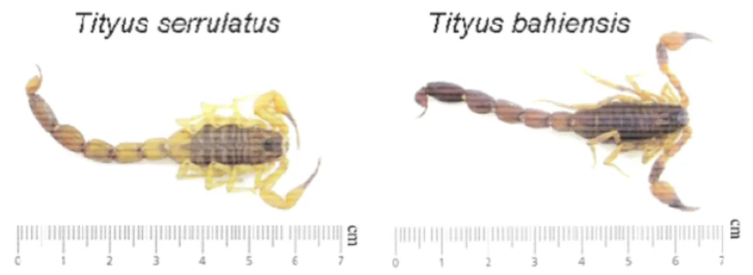 Figura 1. Espécies de escorpião do gênero Tityus. Adaptada de BUCARETCHI 