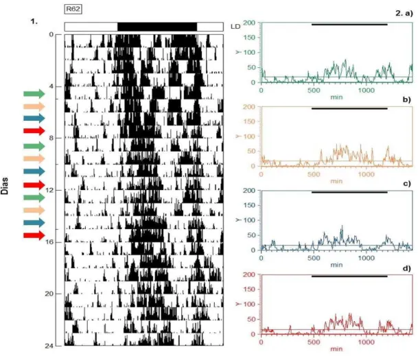 Figura  14  Representação  gráfica  do  ritmo  de  atividade  e  repouso  de  R62,  individuo  pertencente  ao  grupo  ovariectomizado  (Experimento  2),  através  de  1