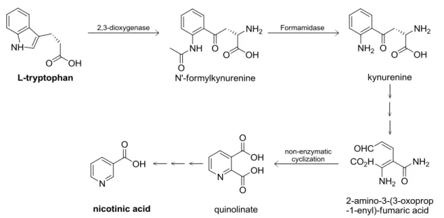 Figure  1.1.  Mechanism  (adapted  from  reference  [21])  of  the  biosynthesis  of  nicotinic  acid  on the liver