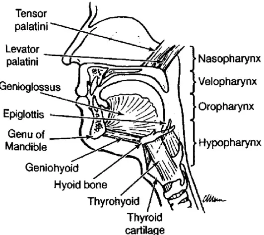 Figura 1- Anatomia das VAS, adaptado de Ayappa I, Rapoport D. The upper airway in sleep: 