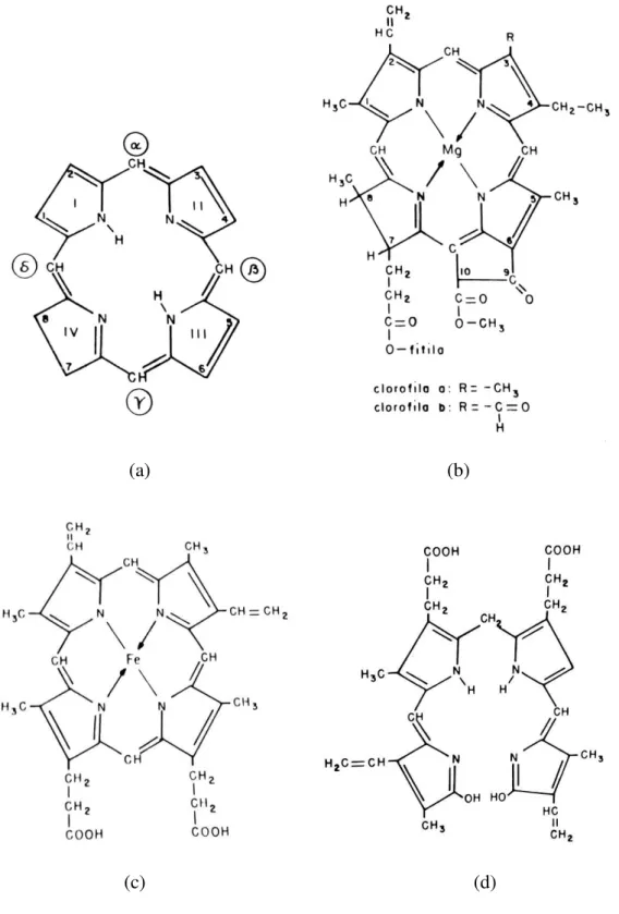 Figura 1 – (a) Porfina, estrutura básica das porfirinas; (b) Estrutura básica das  clorofilas; (c) Estrutura básica do heme; (d) Bilirrubina