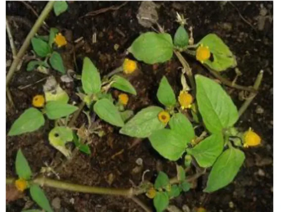 Figura 1 – Foto de Spilanthes acmella (L.) Murr, conhecida como jambu. 