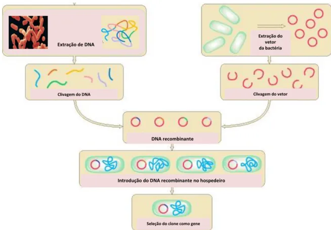 Figura 2 – Ilustração esquemática de processo recombinante de DNA 