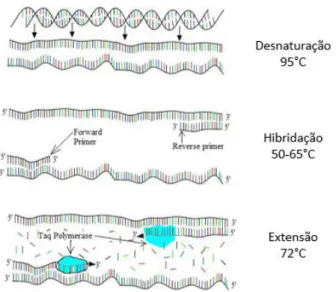 Figura  1:  Representação  das  etapas  da  reação  em  cadeia  da  polimerase  (PCR)