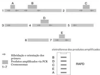 Figura  2:  Representação  esquemática  da  metodologia  RAPD  em  que  a  reação  em  cadeia  da  polimerase  (PCR)  é  realizada  com  um  único  primer  decâmero,  originando  a  amplificação  de  diversas regiões do genoma (Kumar &amp; Gurusubramanian,