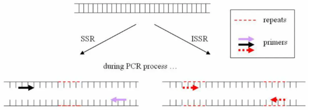 Figura  4:  Diferenças  entre  as  técnicas  SSR  e  ISSR,  em  que  SSR  utiliza  primers  destinados  a  amplificar uma única região repetitiva, enquanto ISSR utiliza um único primer contendo repetições  por forma a amplificar regiões entre duas repetiçõ